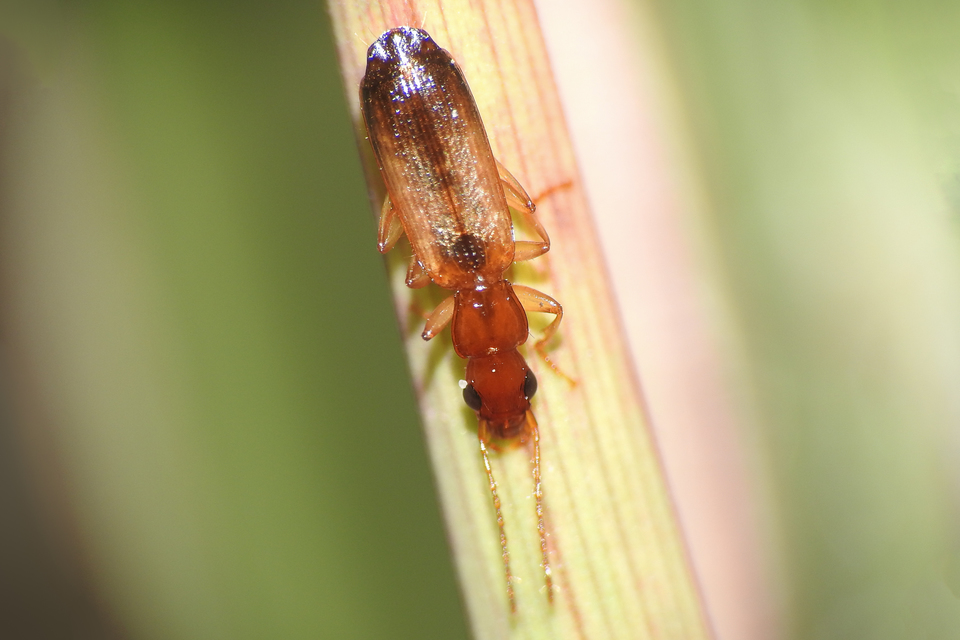 Paradromius linearis - karcsú kéregfutó