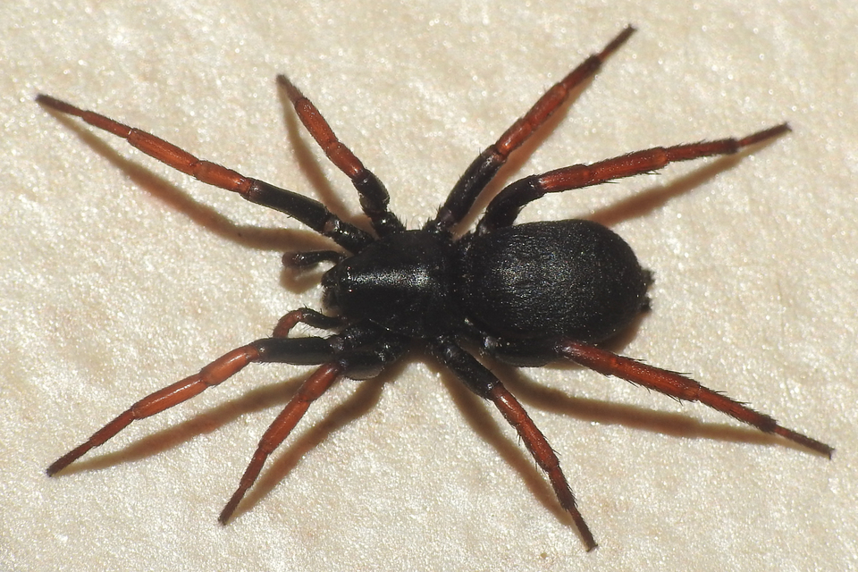 Trachyzelotes pedestris - vöröslábú gyászpók
