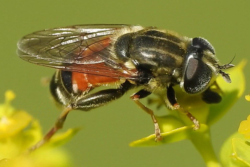 Merodon avidus - sárgalábfejű nárciszlégy