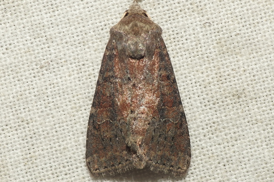 Parastichtis suspecta - sötét erdeibagoly