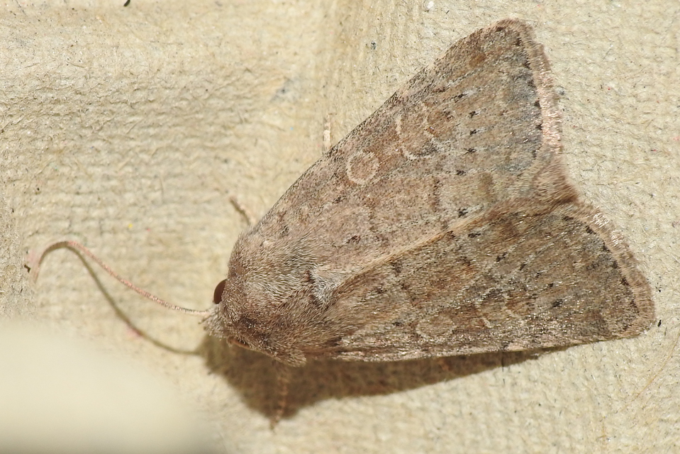 Parastichtis suspecta - sötét erdeibagoly