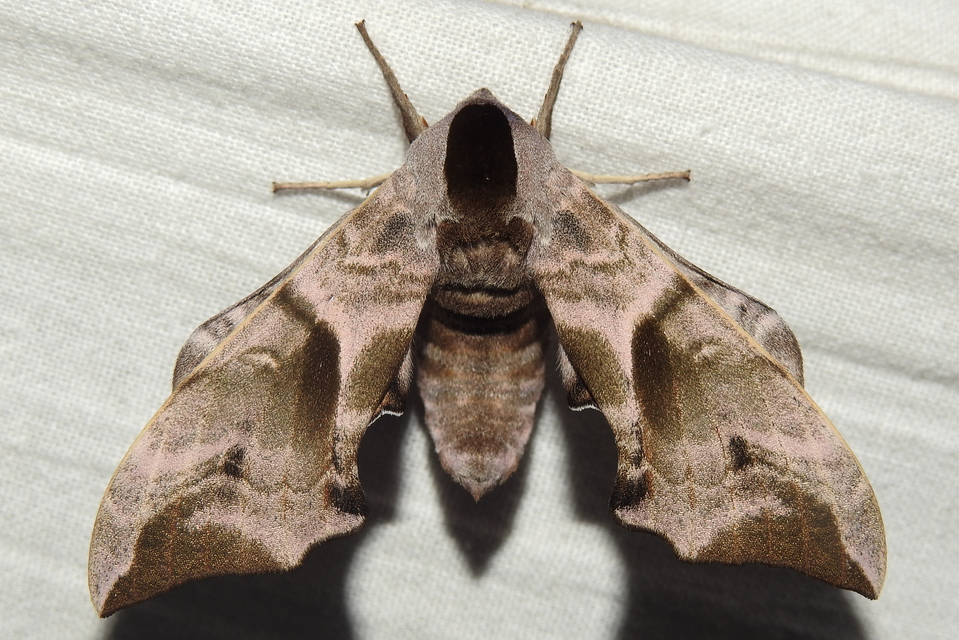 Smerinthus ocellatus - esti pávaszem