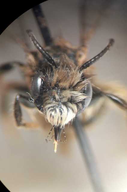 Andrena taraxaci