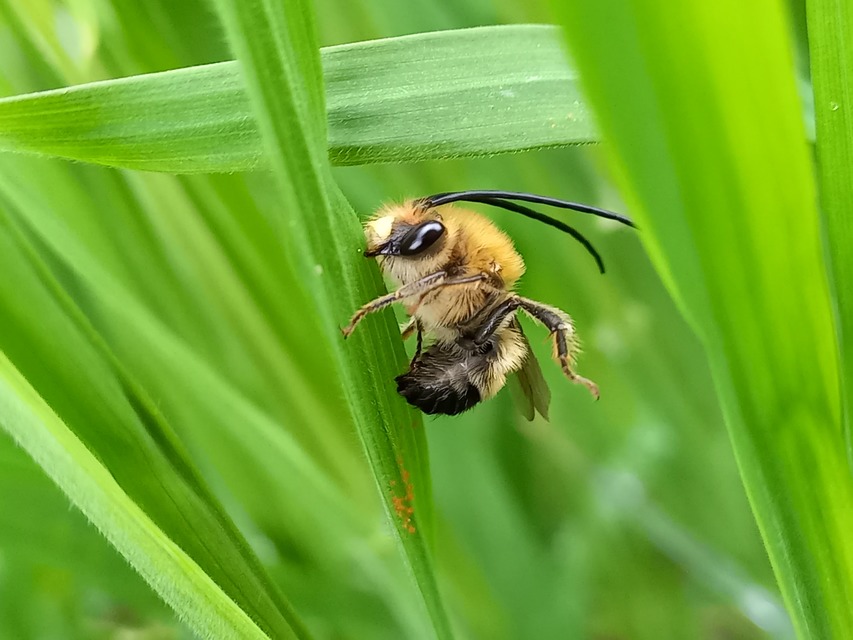 Eucera nigrescens
