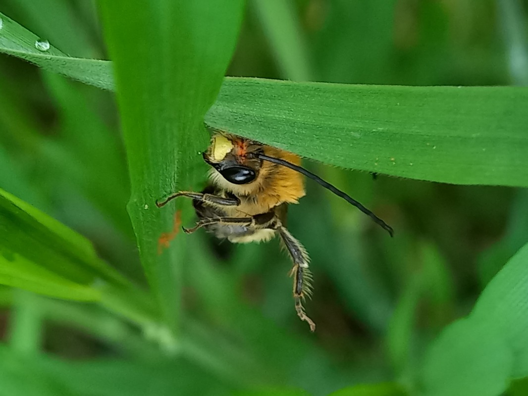 Eucera nigrescens