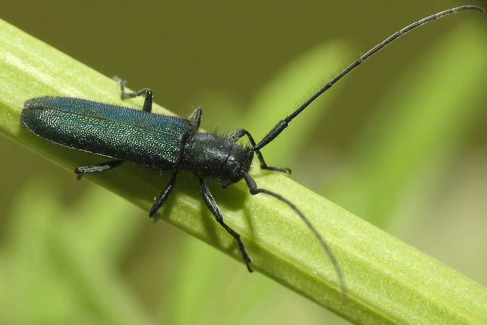Agapanthia violacea - kék somkórócincér