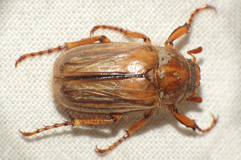 Amphimallon solstitiale - bordás sárgacserebogár