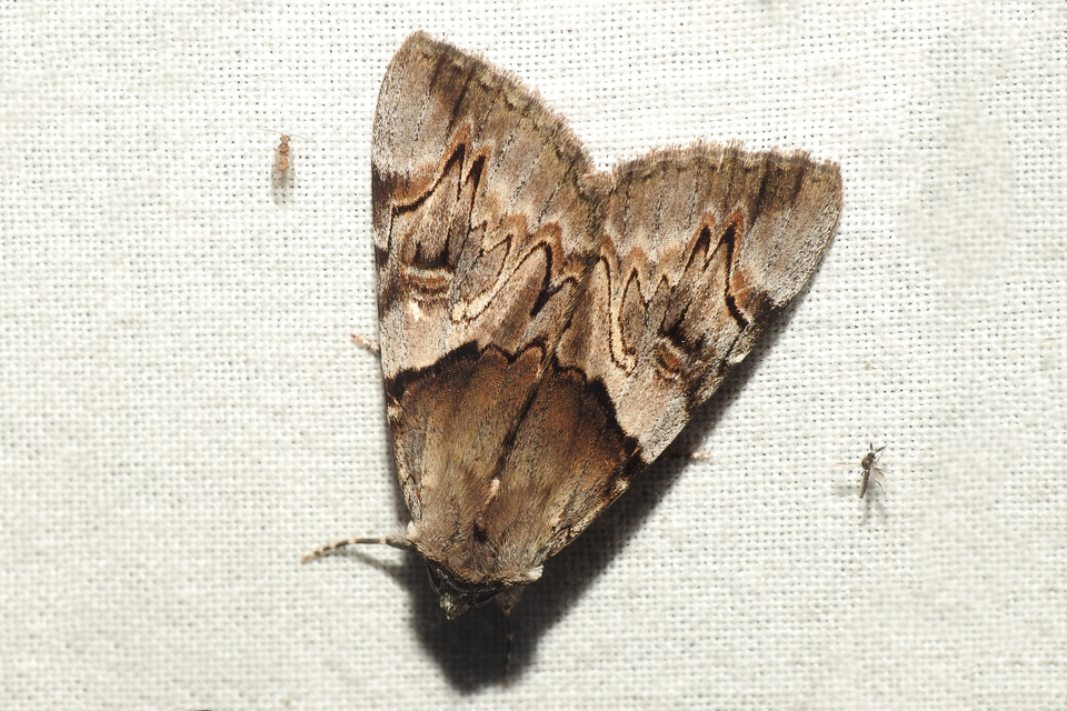 Catocala fulminea - galagonya-övesbagoly