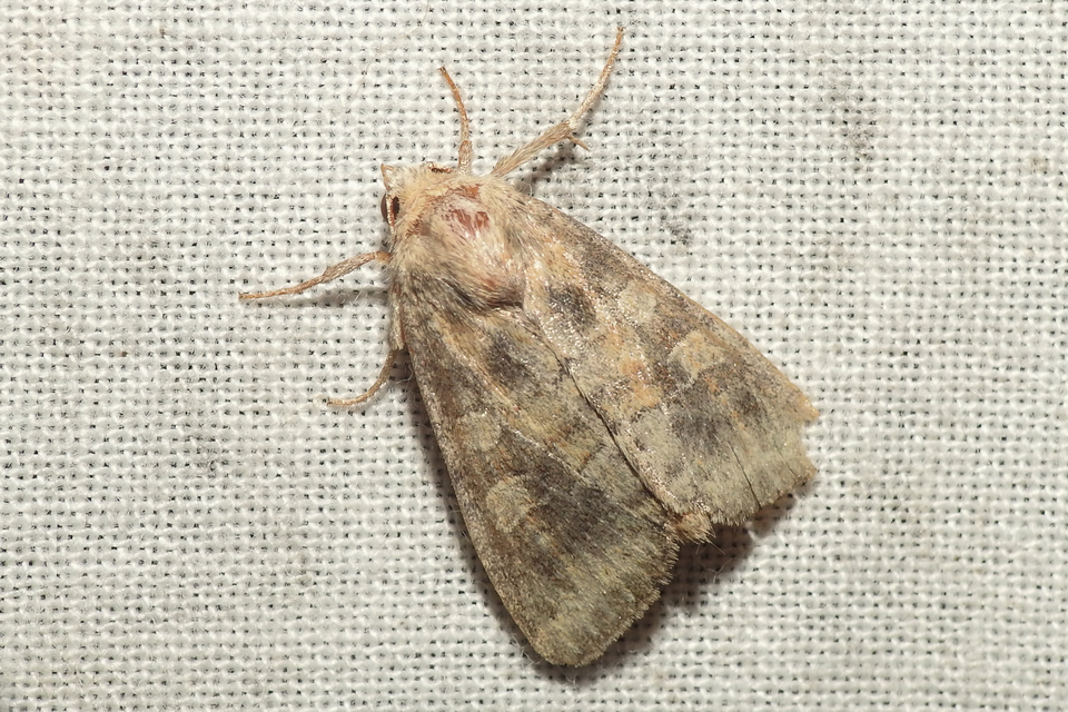 Parastichtis suspecta - sötét erdeibagoly