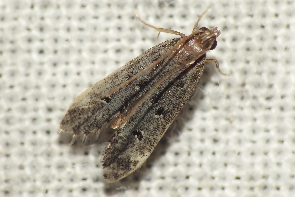 Dichomeris alacella - zuzmórágó sarlósmoly