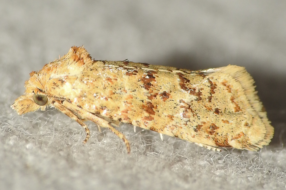 Aethes williana - gyopár-fúrómoly
