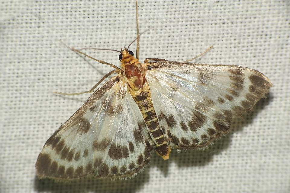 Anania hortulata - tarka csalánmoly