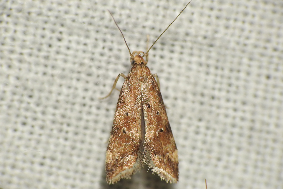Brachmia