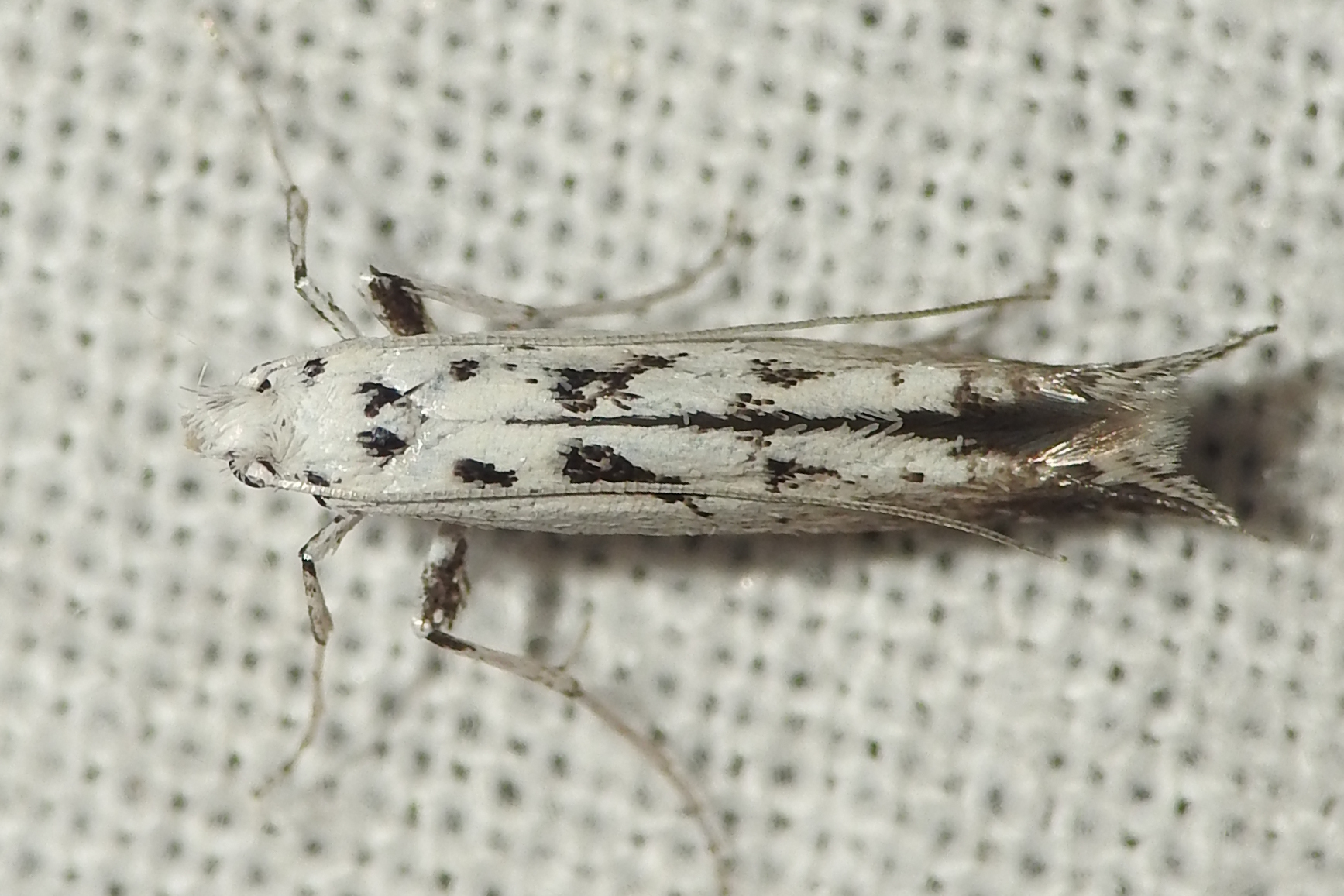 Ornixola caudulatella - farkos keskenymoly