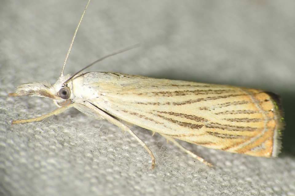 Chrysoteuchia culmella - kerti fűgyökérmoly