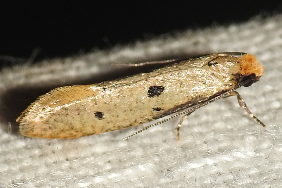 Tinea trinotella - hárompettyes fészekmoly