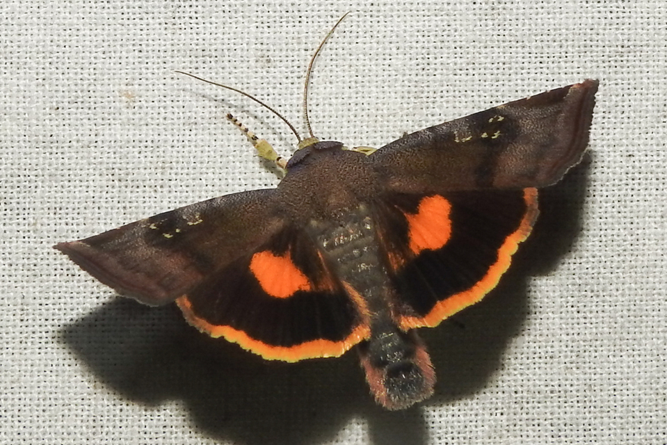 Noctua janthina - tarka sárgafűbagoly