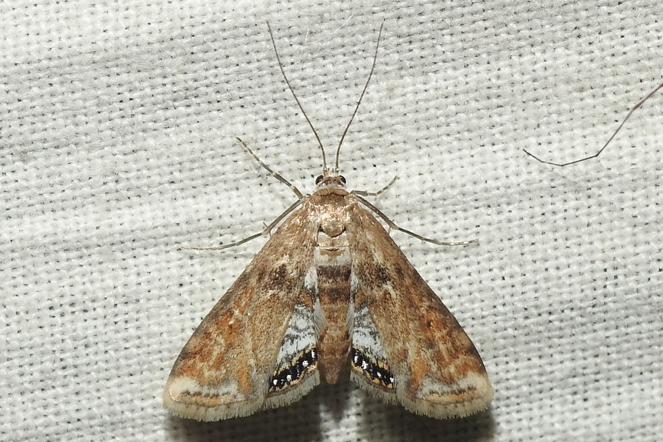 Cataclysta lemnata - békalencsemoly