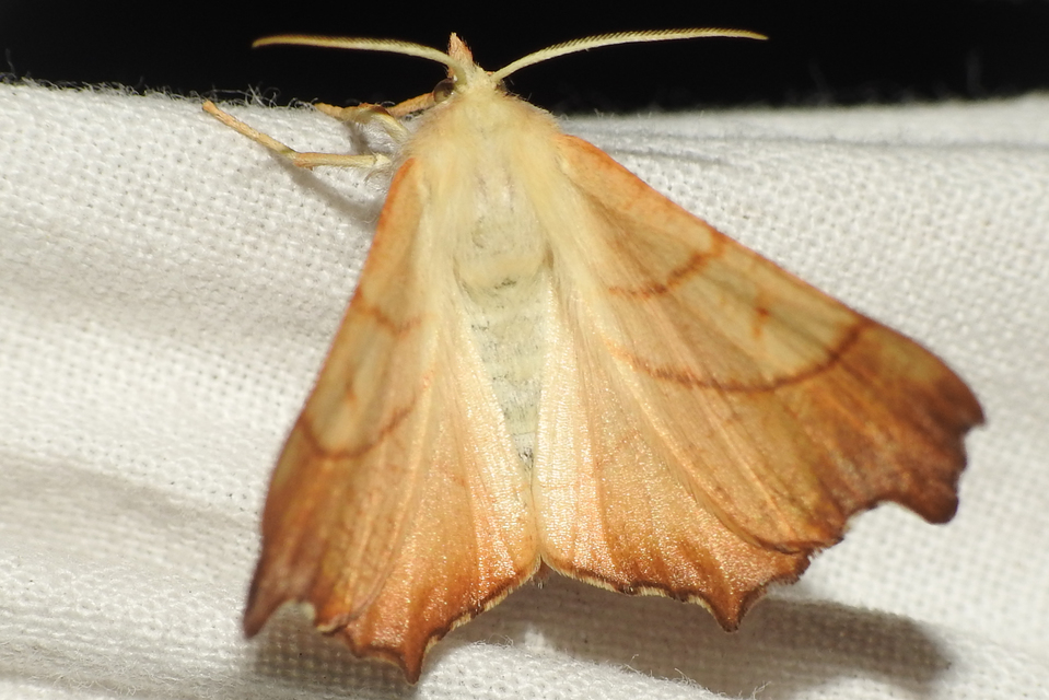 Ennomos fuscantaria - kőris-levélaraszoló