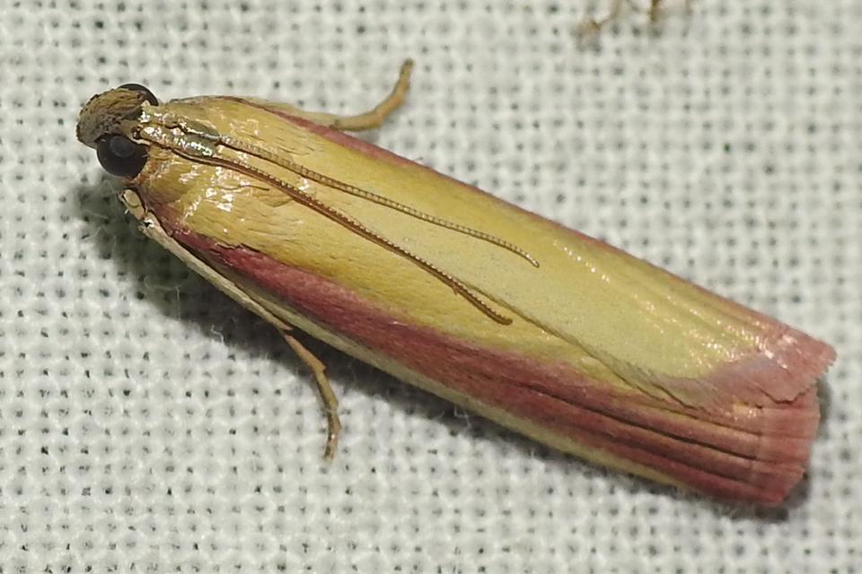 Oncocera semirubella - lucernamoly