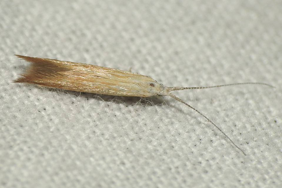 Coleophora