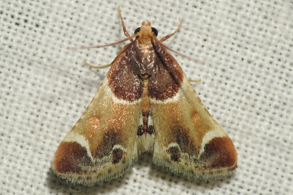 Pyralis farinalis - lisztilonca
