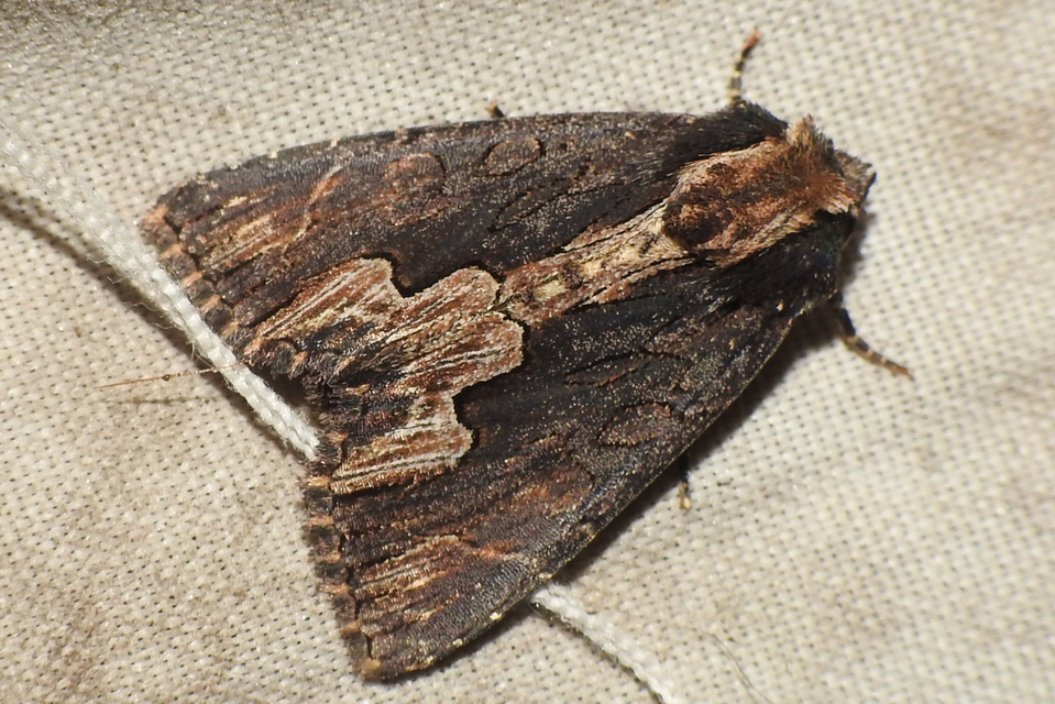 Dypterygia scabriuscula - szurokbarna nyáribagoly