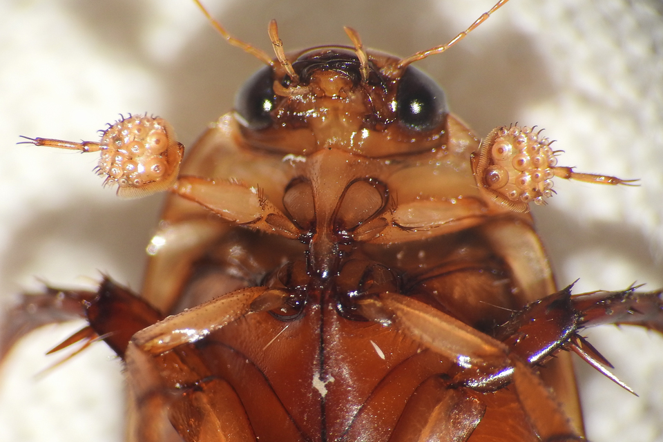 Hydaticus grammicus - déli mocsáricsíkbogár