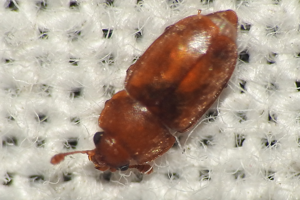 Epuraea Epuraea
