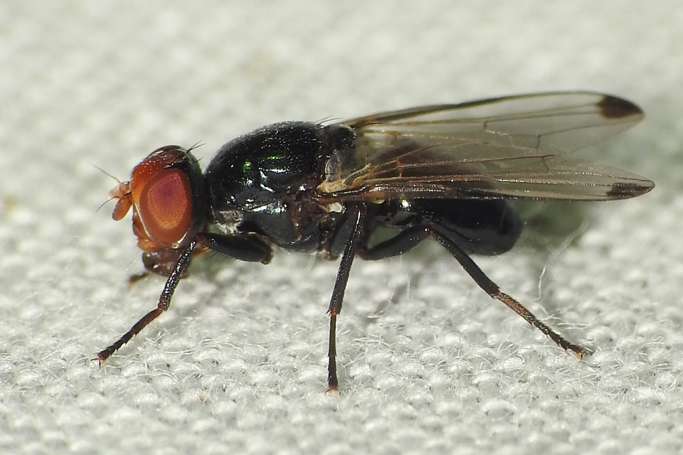 Ulidiidae - foltosszárnyú legyek