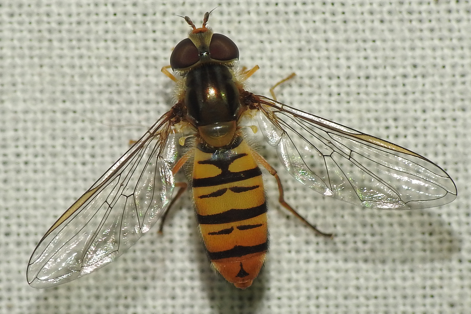 Episyrphus balteatus - ékfoltos zengőlégy
