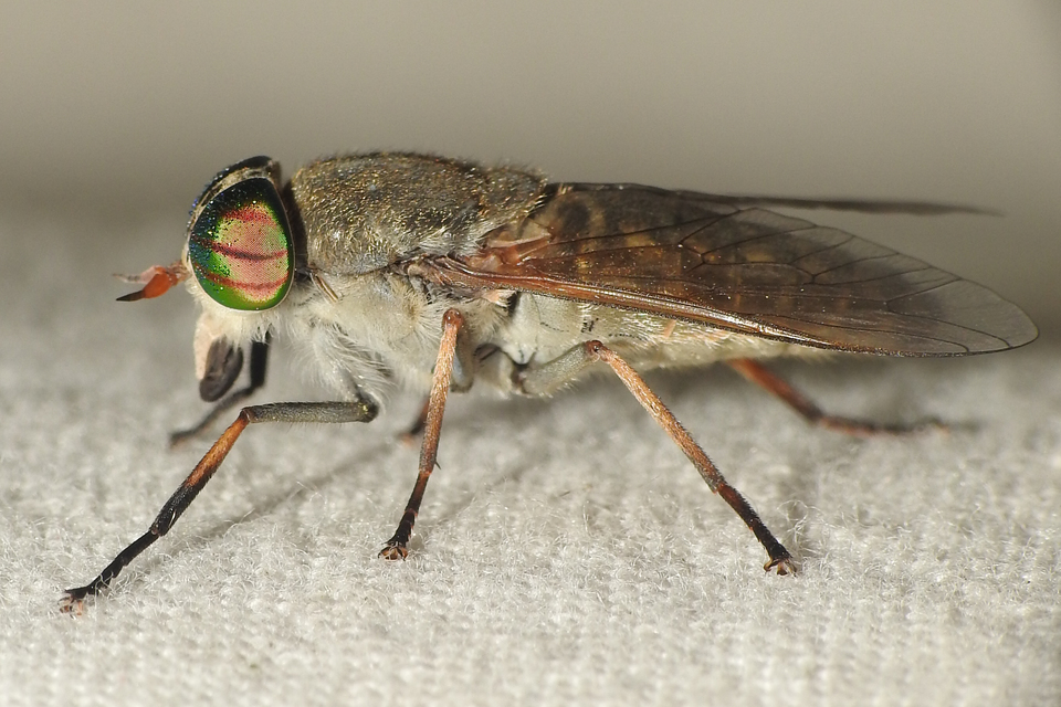 Tabaninae