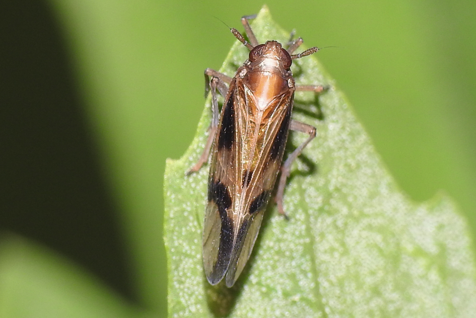 Euides basilinea