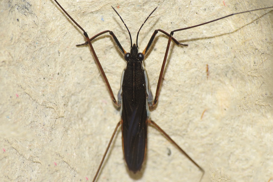 Gerridae - molnárpoloskák