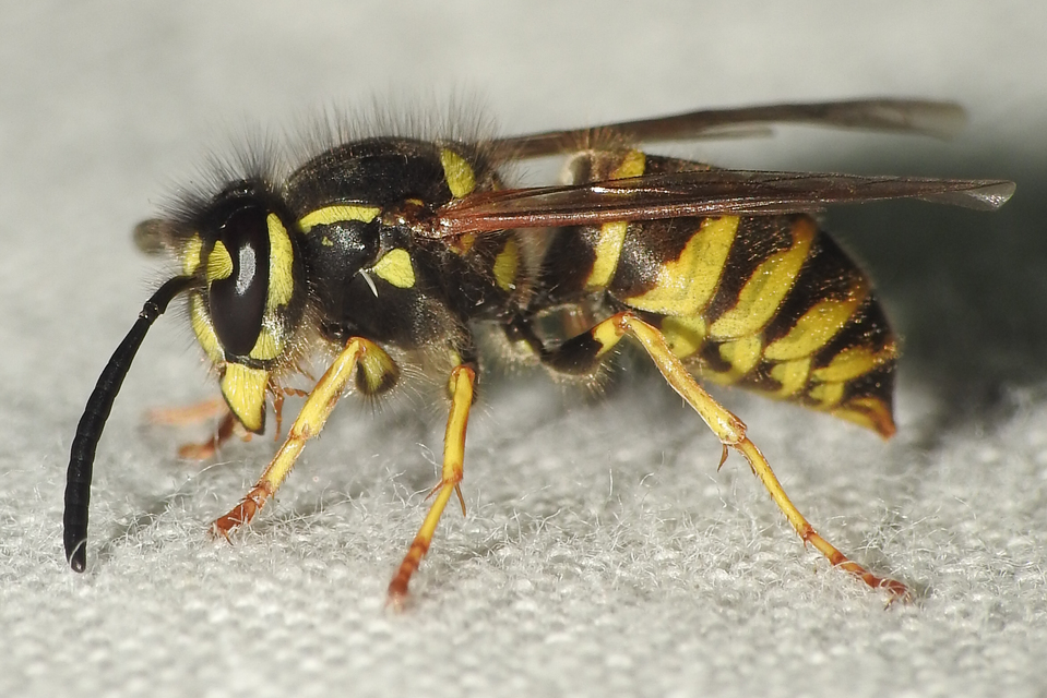 Vespula vulgaris - kecskedarázs