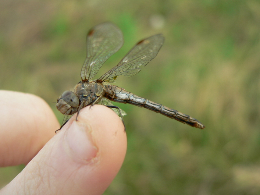 Sympetrum striolatum - harántsávos katona-szitakötő