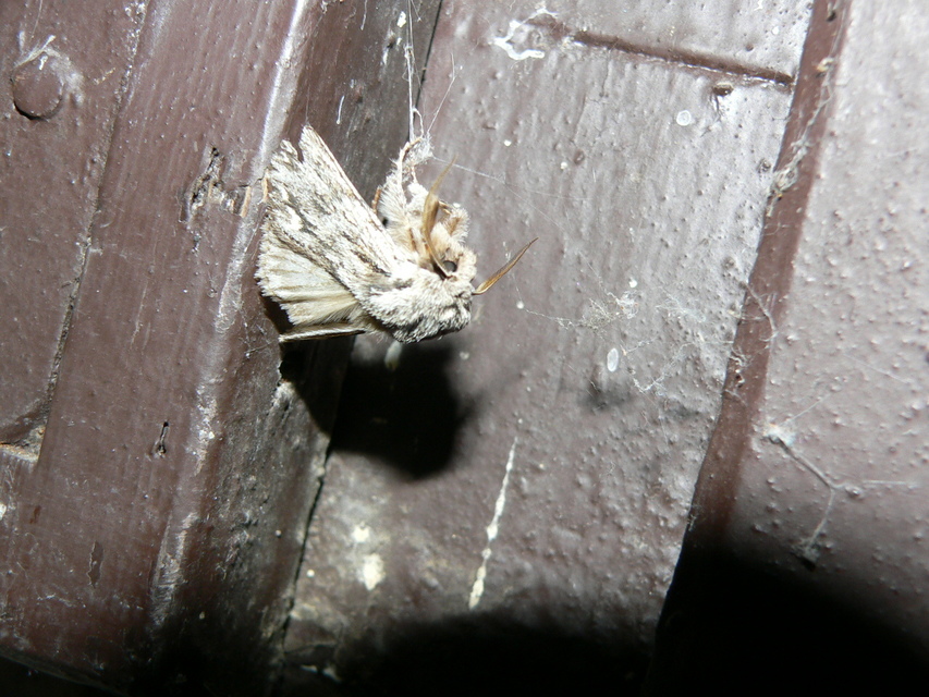 Asteroscopus sphinx - csillagnéző bundásbagoly