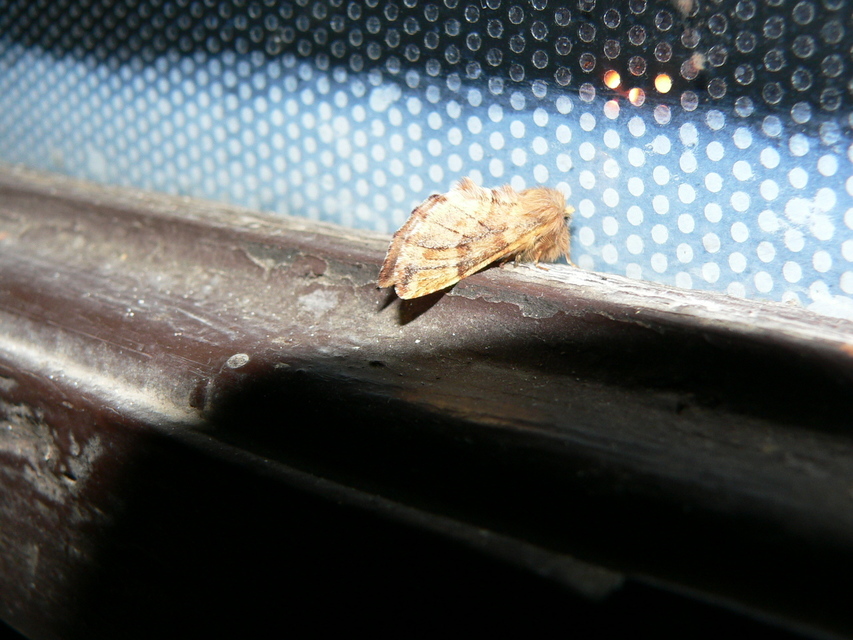 Ptilophora plumigera - tollas púposszövő