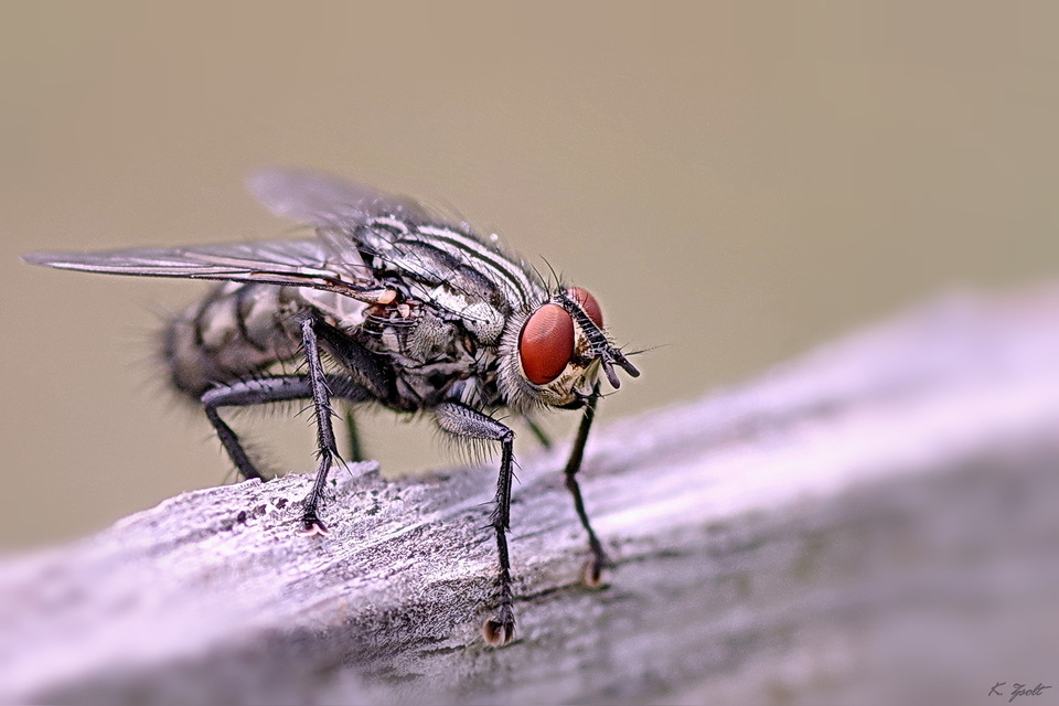 Sarcophagidae - húslégyfélék