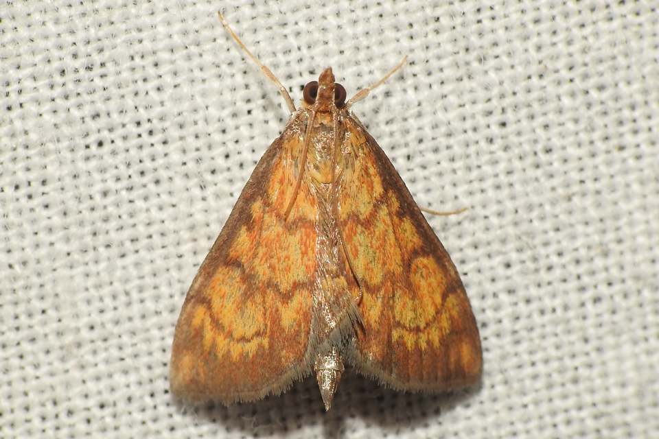 Ecpyrrhorrhoe rubiginalis - rozsdavörös tűzmoly