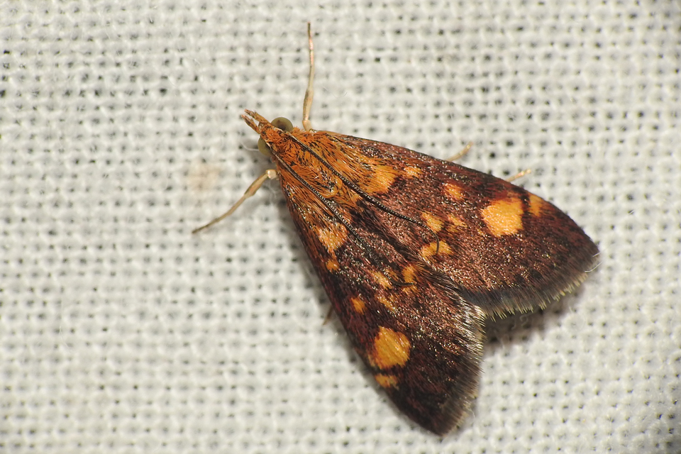 Pyrausta aurata - aranyló bíbormoly