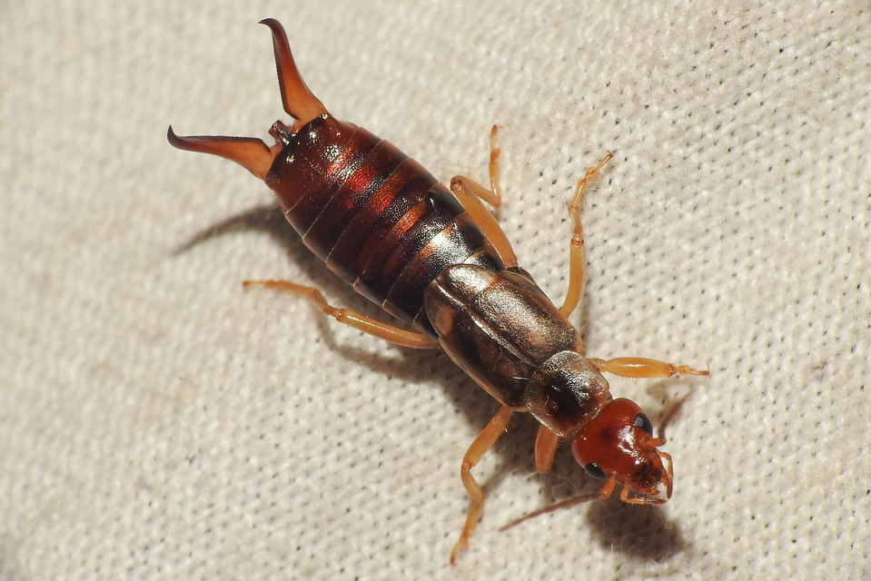 Forficula auricularia - közönséges fülbemászó