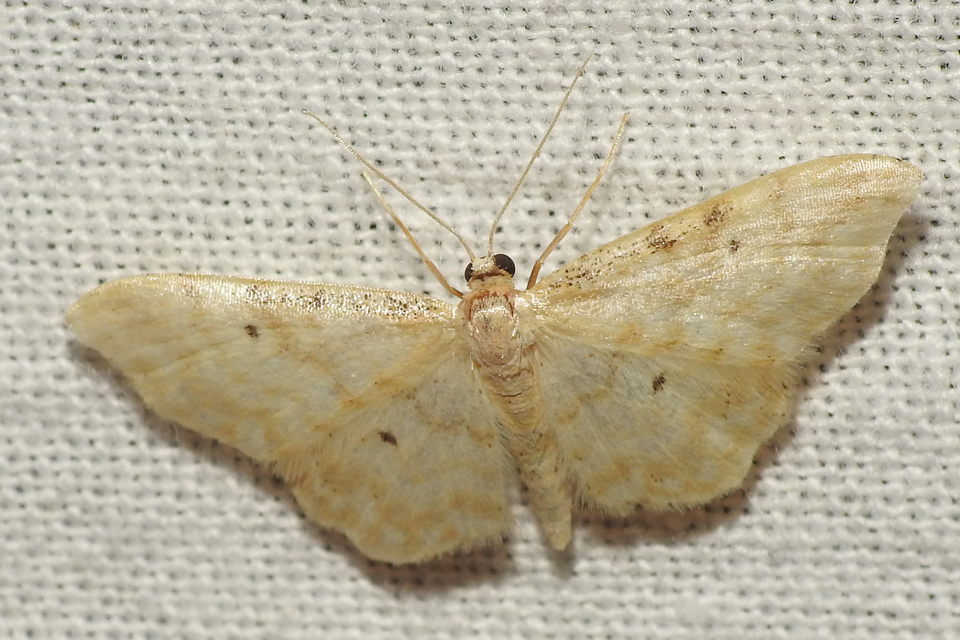 Idaea fuscovenosa - szürkeszélű apróaraszoló