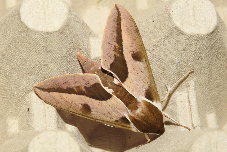 Hyles euphorbiae - kutyatejszender