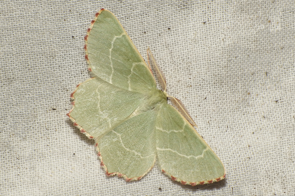 Thalera fimbrialis - csipkésszélű zöldaraszoló