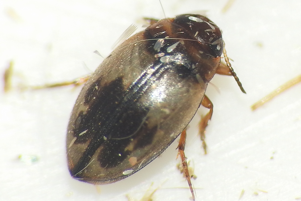 Hydroglyphus geminus - gyakori paránycsíkbogár