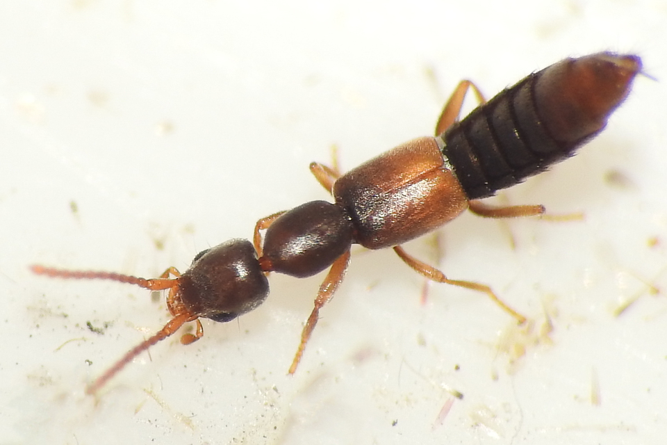 Scopaeus laevigatus - közönséges turzásholyva