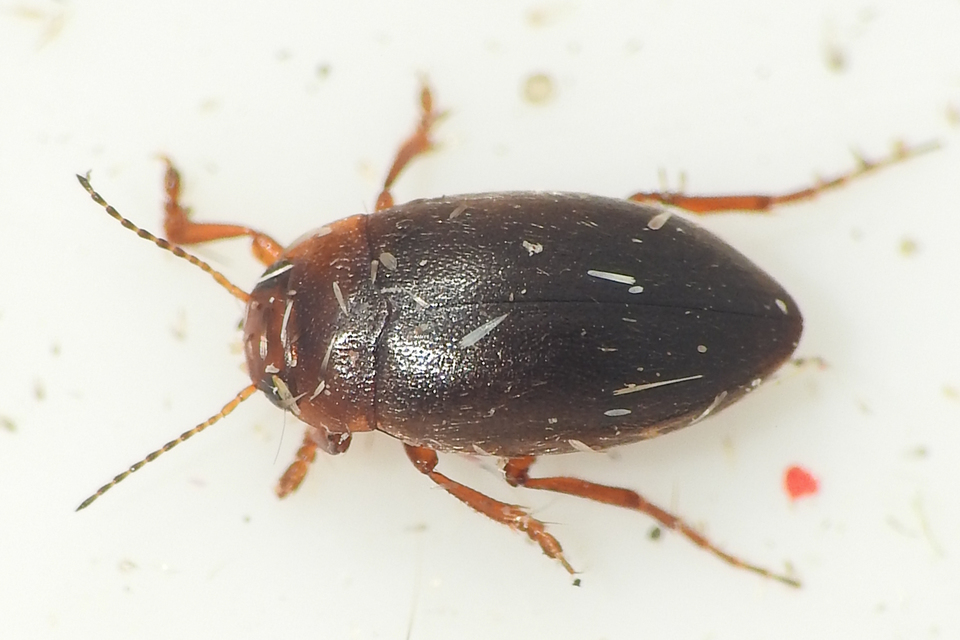 Hydroporus angustatus - karcsú kiscsíkbogár
