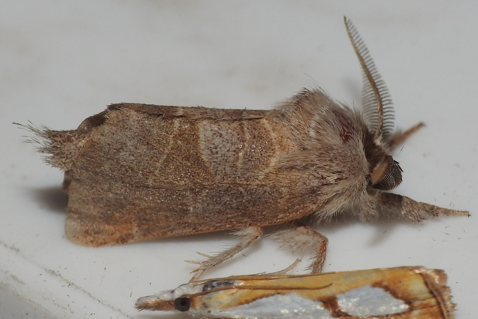 Clostera pigra - apró levélszövő