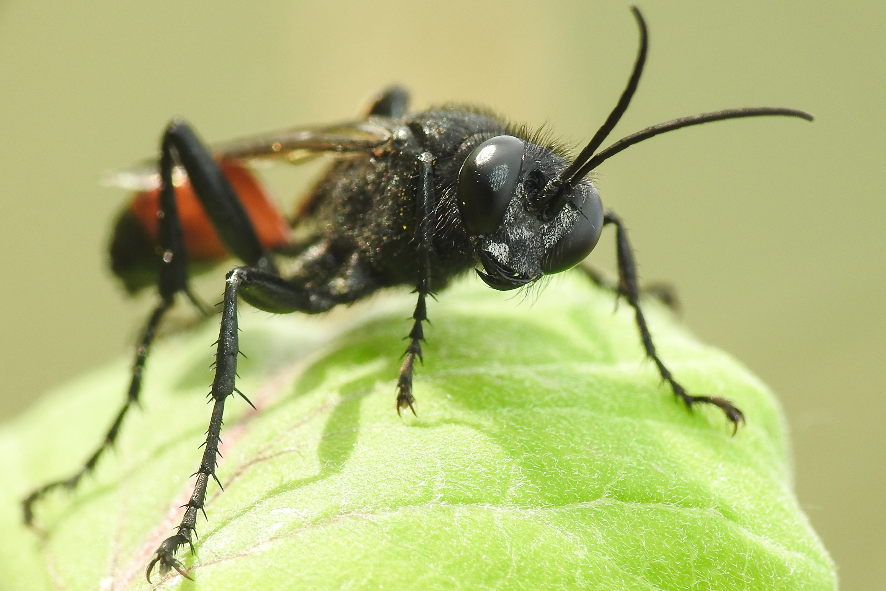 Podalonia affinis